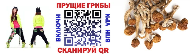 Псилоцибиновые грибы Psilocybe Переславль-Залесский
